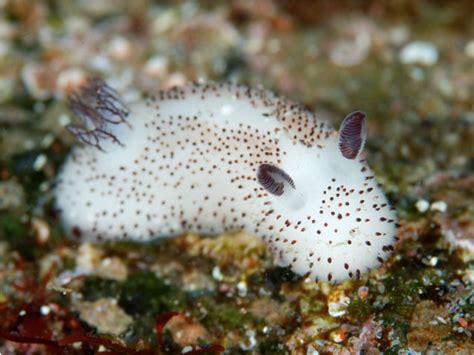 The Adorable Science Behind the 'Sea Bunny'