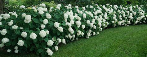 Smooth Hydrangea For Sale | Hydrangea arborescens