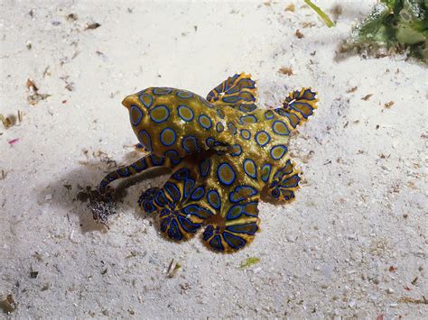 Cute But Deadly: 7 Facts About The Blue-Ringed Octopus