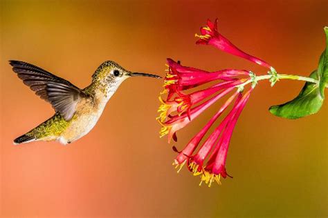 Pollinator Partners: Hummingbirds