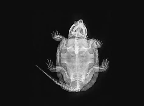 London Zoo releases incredible X-ray images of its animals