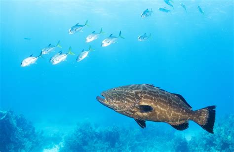 A Guide to the Different Types of Grouper - American Oceans