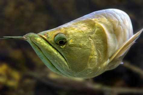 Silver Arowana Care: Tank Mates, Setup & Feeding