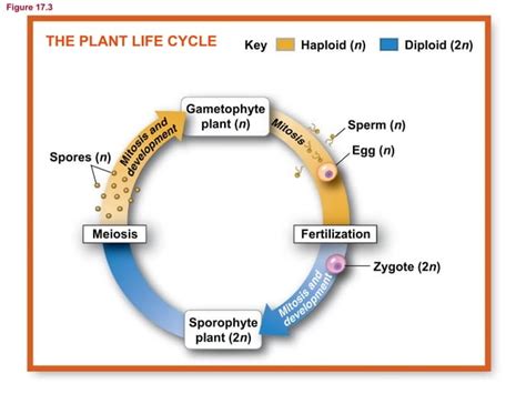 Plants Evolution | PPT