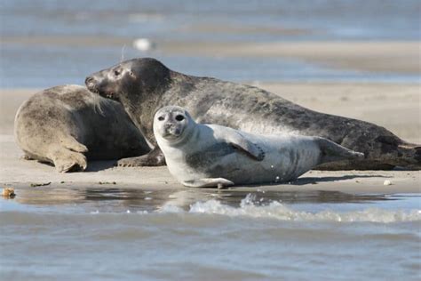 The Grey Seal in Iceland