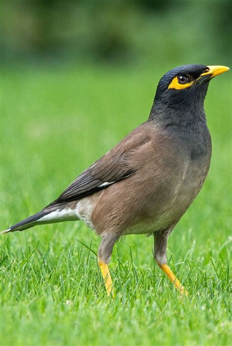 Picture of a common myna. #Birds #Animals #BeautifulBirds #ExoticBirds I Like Birds, Pretty ...