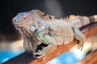 Iguana as a Pet: Everything You Should Know | Turlock Vets