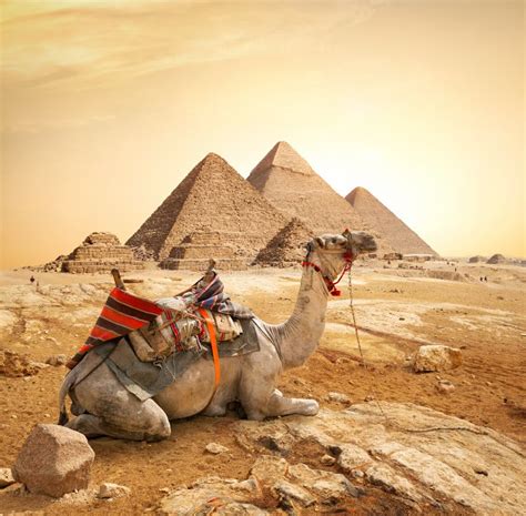 Camel and Pyramids stock image. Image of monument, pyramid - 145416839