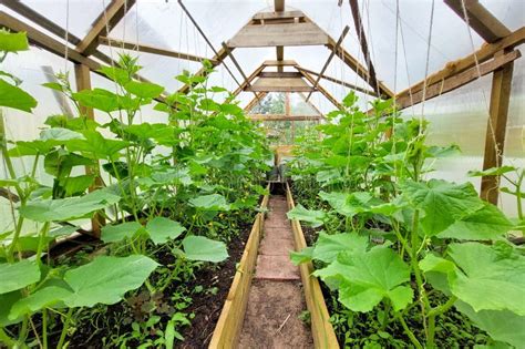 Greenhouse with Cucumbers in the Garden. Homestead Farming. Fresh, Natural Cucumbers. Healthy ...