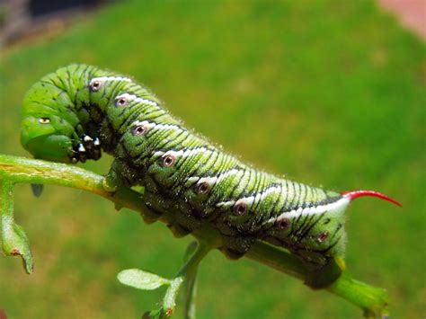 Tomato Horn Worm Caterpillar Photograph by Donna Jackson - Fine Art America