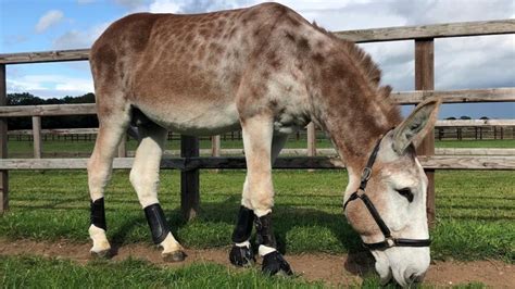 ‘Mammoth’ endangered donkey stallion welcomed at AI centre - Horse & Hound