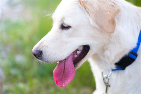 Free Images : white, puppy, animal, canine, pet, nose, golden retriever, vertebrate, labrador ...