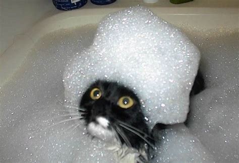 Ten Pictures of Cats in Bubble Baths That Will Make Anyone Smile