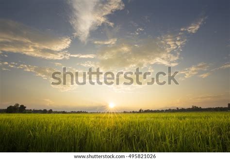 Paddy Field Sunrise Stock Photo 495821026 | Shutterstock