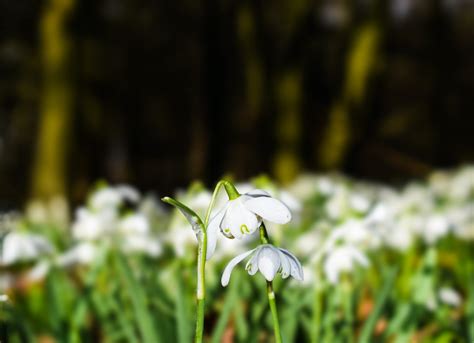 Stunning Snowdrop Walks to discover in 2022