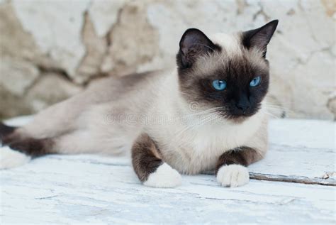 Beau Chat De Race Siamois Avec Des Yeux Bleus Image stock - Image du ...