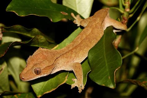 Gecko crestado - Crested gecko - abcdef.wiki