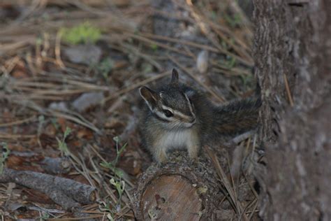 Chipmunk with a spider molt on the base of its right eat. Sagehen National Reserve, Sierra ...