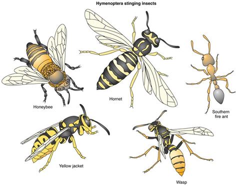 is a wasp and yellow jacket the same - Google Search | Bee/Wasp Wars ...