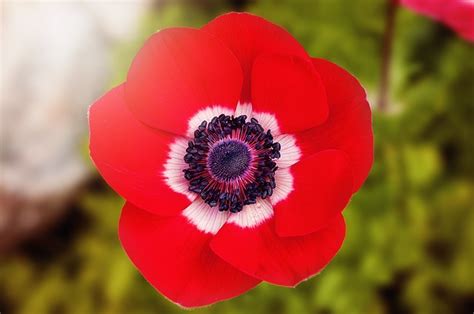 Free photo: Poppy, Red, Red Poppy, Flower - Free Image on Pixabay - 902841