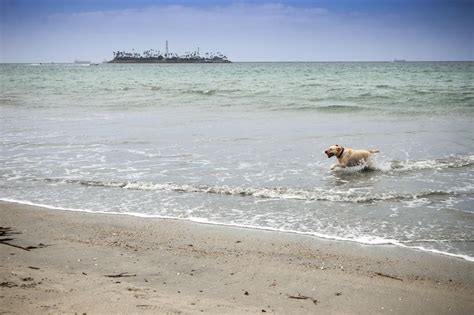 Your Pooch Will Love You Forever After A Visit To These Dog Beaches