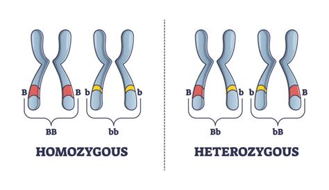 Homozygous Images – Browse 703 Stock Photos, Vectors, and Video | Adobe ...