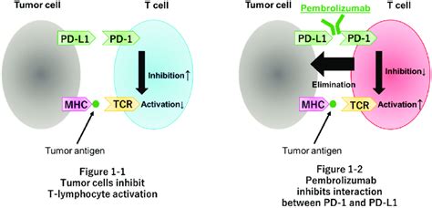 Mechanism of action of pembrolizumab. MHC, major histocompatibility ...