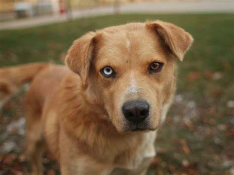 Max - Labrador Retriever Husky mix