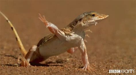 Lizard Workout GIF - Lizard Workout Bbc - Discover & Share GIFs