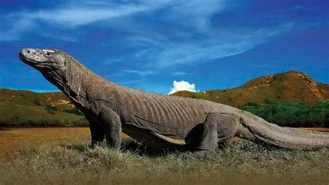 Vườn quốc gia Komodo (Indonesia), nơi duy nhất còn rồng Komodo – THANG LONG TOURS