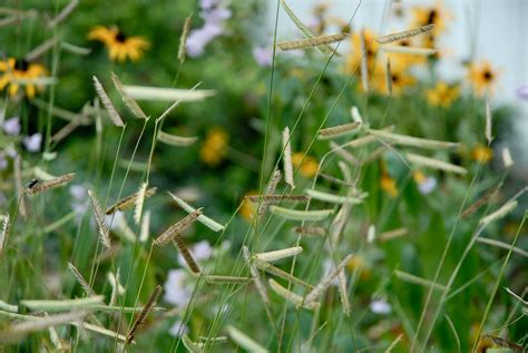 blue-grama-grass - Chesapeake Conservation Landscaping CouncilChesapeake Conservation ...