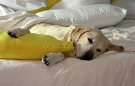 Gorgeous Golden Retriever Labrador, Beautiful Dog Sleeping with a Yellow Banana Pillow in White ...