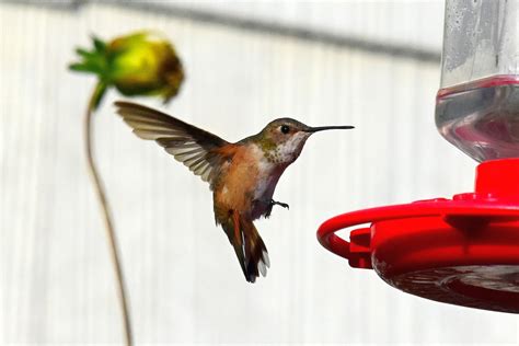 Late-season Hummingbirds in Wisconsin - Wisconsin eBird