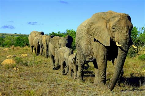 Elephant herd. A female matriarch African elephant leading her herd through the #Sponsored , # ...