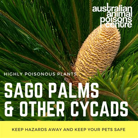 Sago Palms & Other Cycads - Animal Poisons Helpline