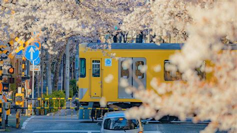 四月的日本风景图片桌面壁纸_春日美景唯美风景壁纸_三千图片网