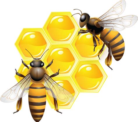 Honey PNG Image - PurePNG | Free transparent CC0 PNG Image Library