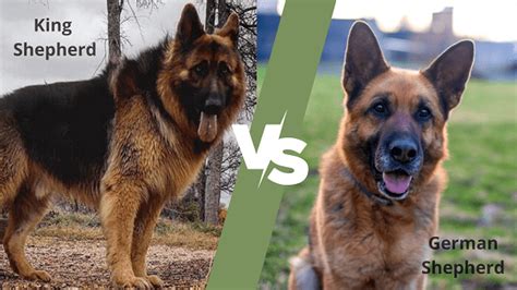 The Difference between King Shepherd and German shepherd?