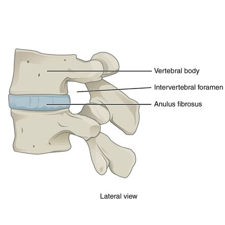 Intervertebral foramen | Radiology Reference Article | Radiopaedia.org