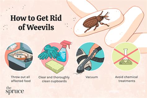 What Is a Weevil and How Did It Get in My Food?