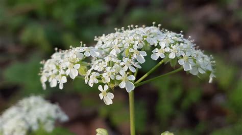 Cow Parsley – GJPlantId