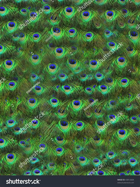 Peacock Feather Pattern Stock Photo 43812604 : Shutterstock