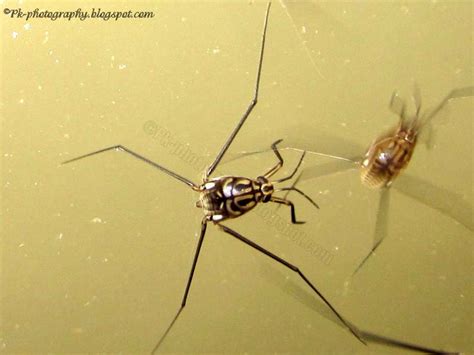 Water Striders | Nature, Cultural, and Travel Photography Blog