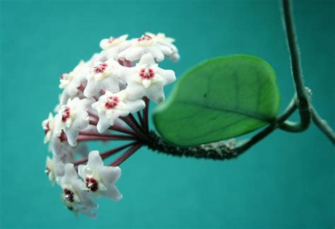 Wax Plant Propagation Guide: Learn How To Propagate Hoya Plants | Gardening Know How