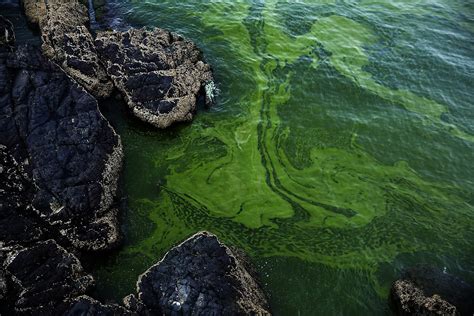 Growing algae bloom in Arabian Sea tied to climate change