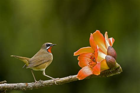 bird, Flower Wallpapers HD / Desktop and Mobile Backgrounds