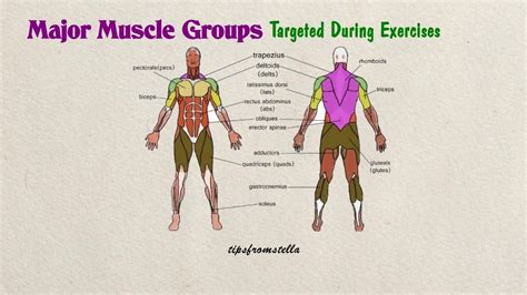 Large Muscle Groups Cheapest Order, Save 57% | jlcatj.gob.mx