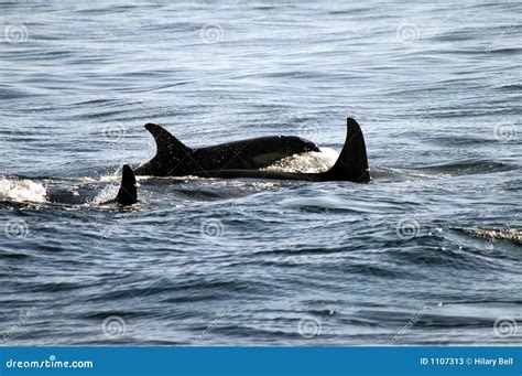 Orca s Splash stock image. Image of orca, pacific, airholes - 1107313