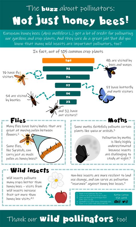 Infographic on pollinators - Entomology ... Senior Activities, Afterschool Activities, Craft ...