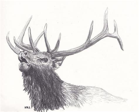 Bull Elk Drawing by Nicole Grattan - Pixels